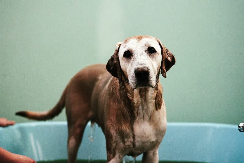 A muddy labrador standing in a grooming tub before its wash
