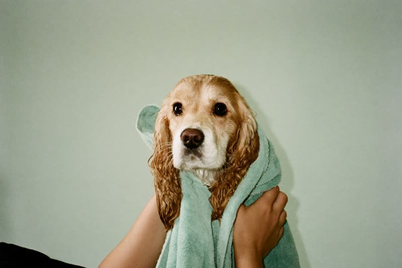 A wet spaniel wrapped in a towel after its bath