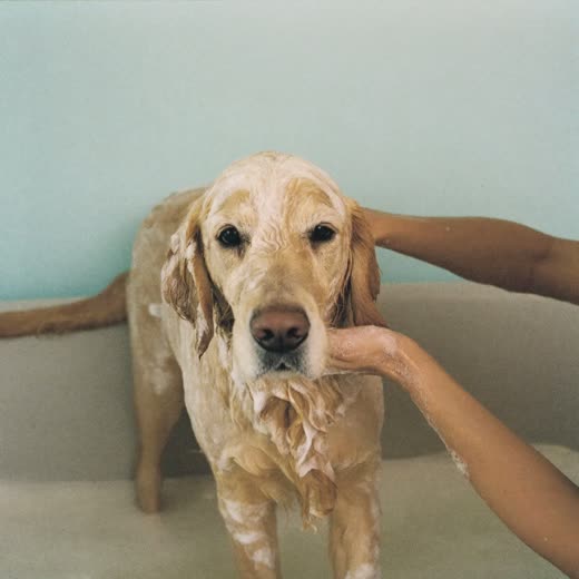 A dog being lathered with shampoo during a wash