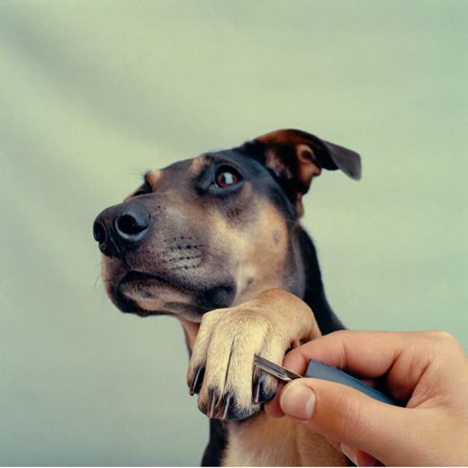 A dog's paw held gently while its nails are clipped
