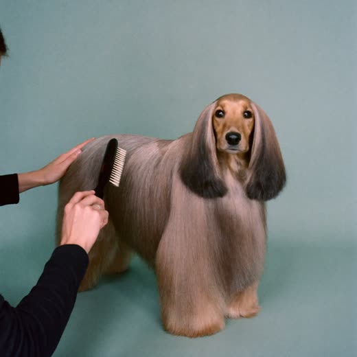 A long-haired dog being brushed after grooming
